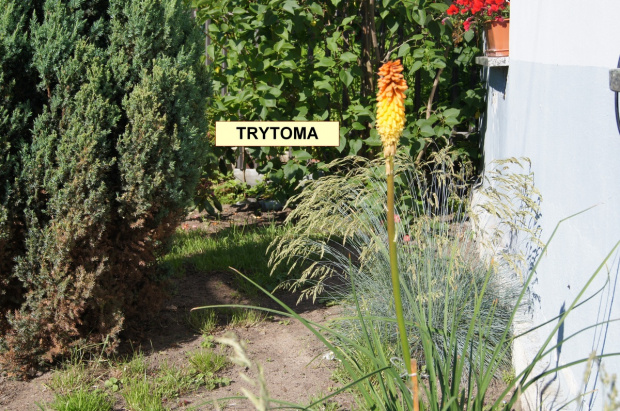 29-1 Trytoma groniasta