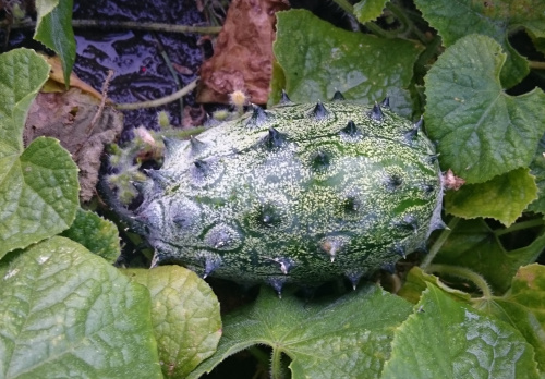 39-2. Ogórek afrykański, kiwano