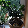 06. FICUS MICROCARPA GINSENG, bonsai