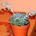 03-1. Sukulent echeveria