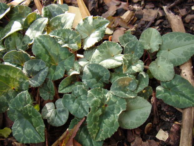 Cyclamen bluszczolistny siewki