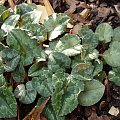 Cyclamen bluszczolistny siewki