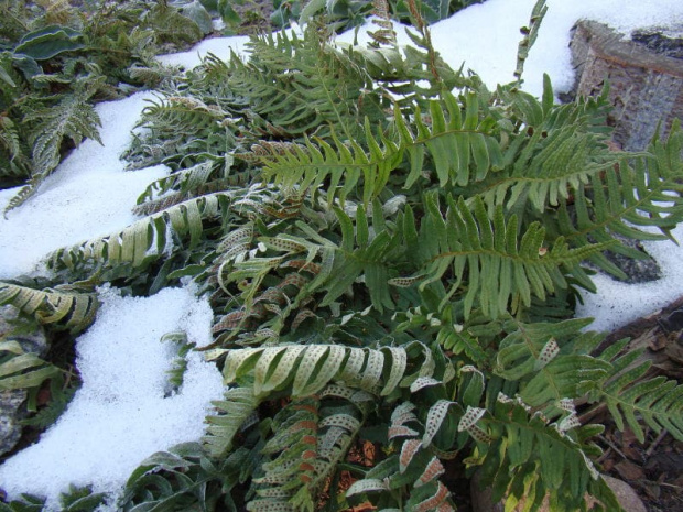 Polypodium vulgare