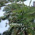 Polypodium vulgare