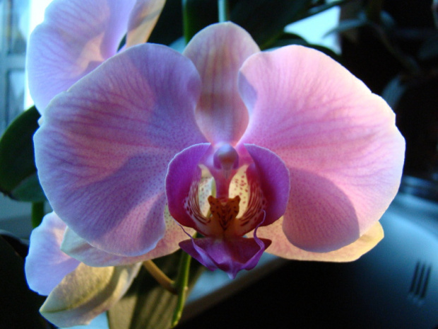 Phalaenopsis hybridum