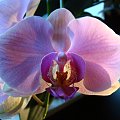 Phalaenopsis hybridum