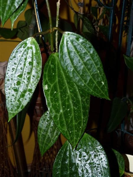 Hoya macrophylla EPC-115