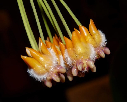 Hoya praetorii