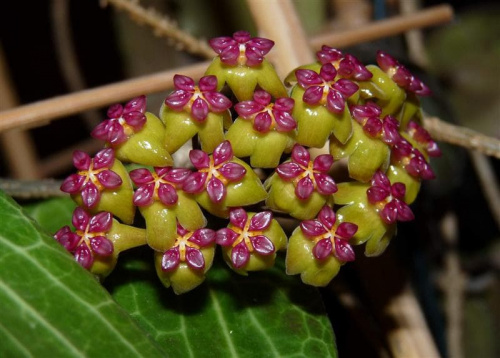 Hoya soligamiana