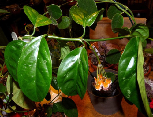 Hoya praetorii