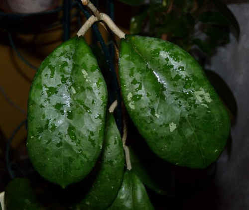 Hoya neliniae