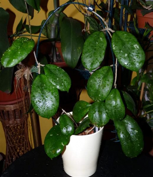 Hoya neliniae