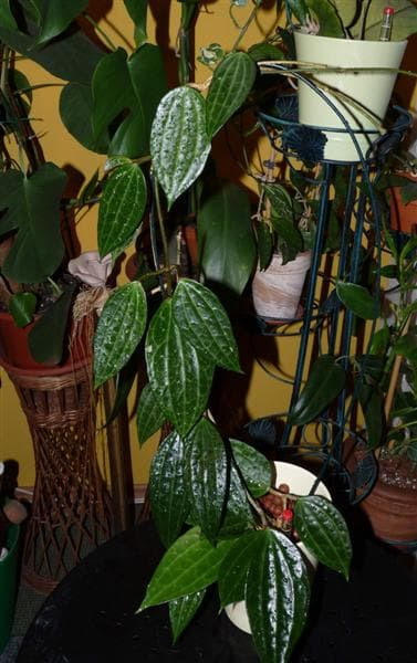 Hoya macrophylla EPC-115