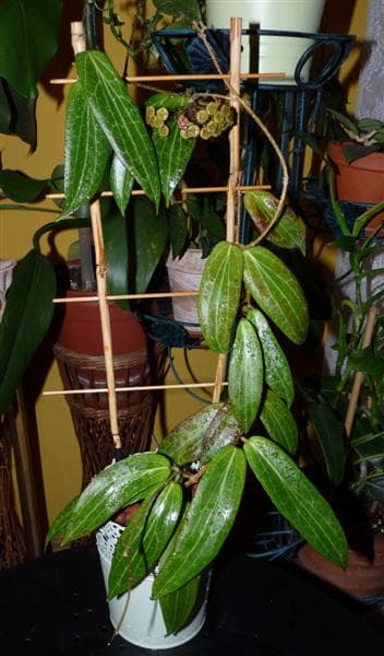 Hoya soligamiana
