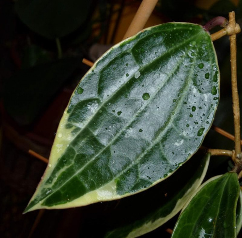 Hoya macrophylla albomarginata