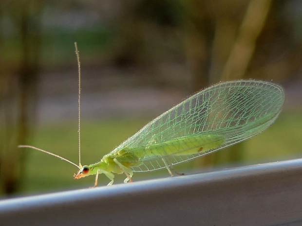 Złotook - Chrysopidae Schneider (sam taki mikrusek i jeszcze pasażer na gapę mu się trafił)