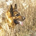 Tobi