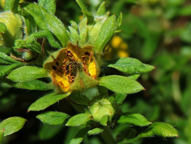 Prawie 3D (z większej odległości) ;) Pięciornik krzewiasty - Potentilla fruticosa