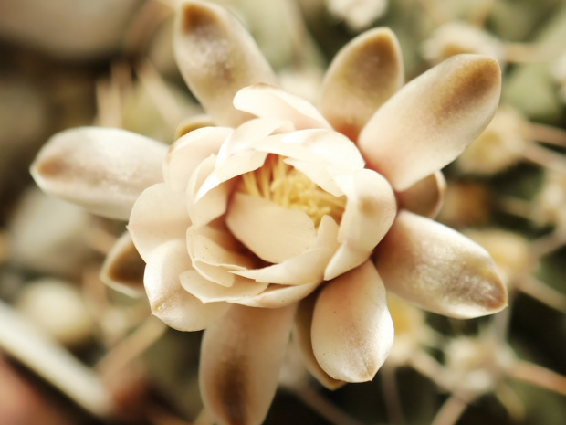 Gymnocalycium triacanthum HU 1304