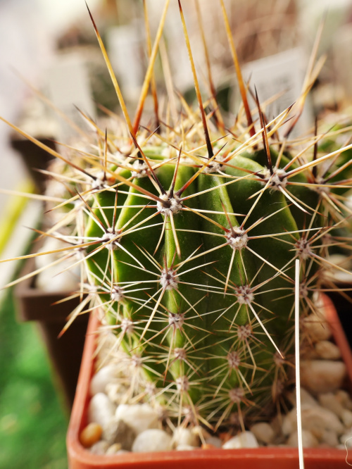 Echinopsis multiplex