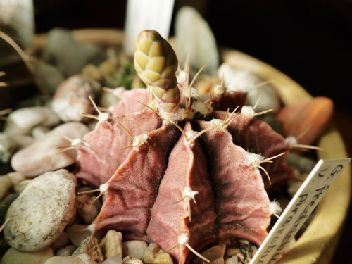 Gymnocalycium friedrichii var. piraretaense