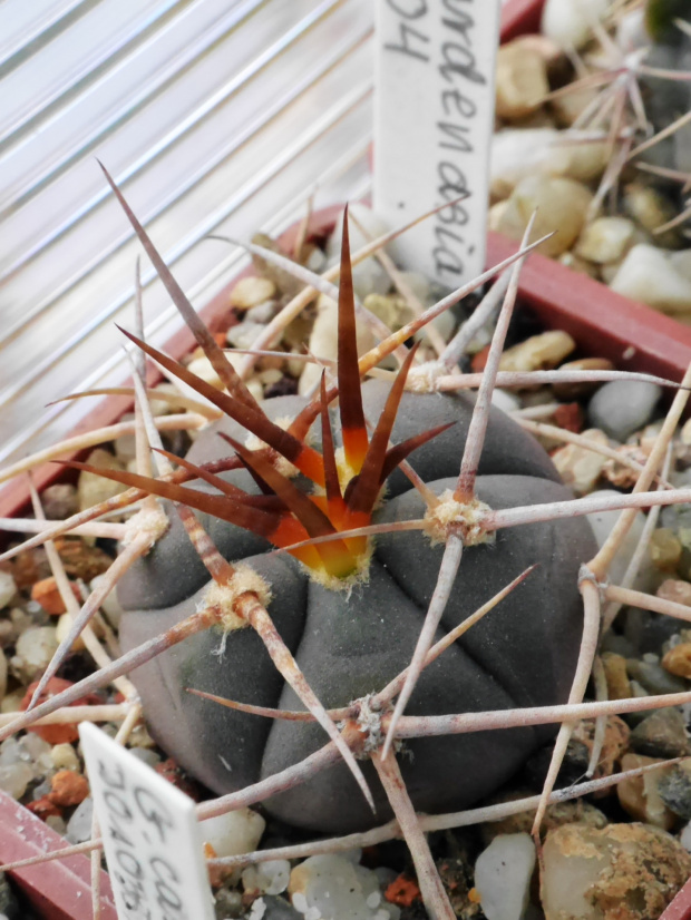 Gymnocalycium cardenasianum JO 604