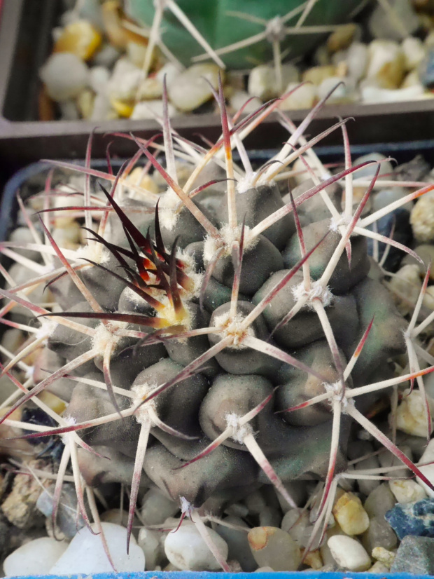 Gymnocalycium schickendantzii JO 794/5