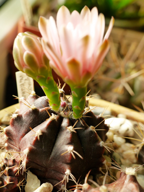 Gymnocalycium mihanovichii fa. FD