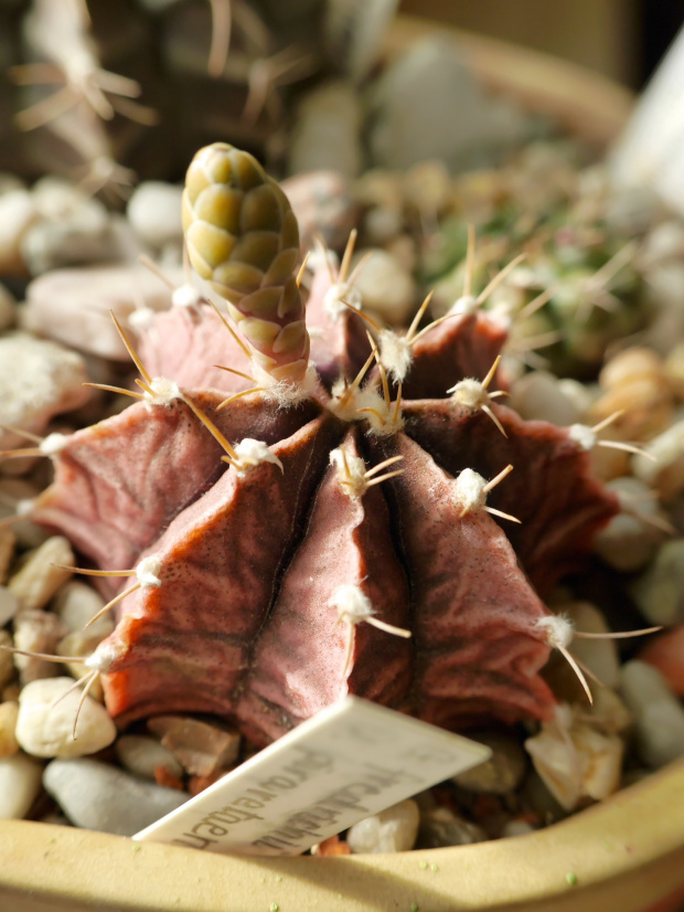 Gymnocalycium friedrichii var. piraretaense