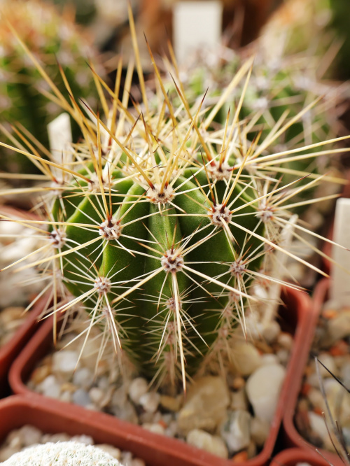 Echinopsis multiplex