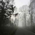 mgla w lesie