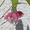 Epimedium grandiflorum 'Bicolor Giant'