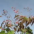 Epimedium 'Pink Champagne'