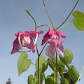 Epimedium grandiflorum 'Bicolor Giant'