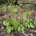 Epimedium 'Kotobuki'