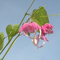 Epimedium grandiflorum 'Bicolor Giant'