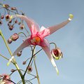 Epimedium 'Pink Champagne'