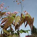 Epimedium 'Pink Champagne'