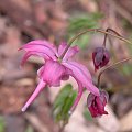 Epimedium grandiflorum var. thunbergii