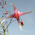 Epimedium 'Pink Champagne'