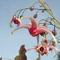 Epimedium 'Pink Champagne'