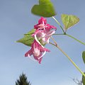 Epimedium grandiflorum 'Bicolor Giant'