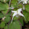 Epimedium 'Yachimata Hime'