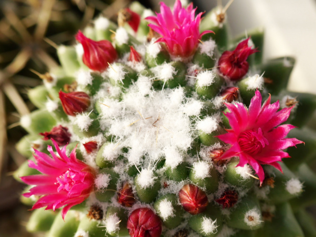 Mammillaria polythele fma nuda