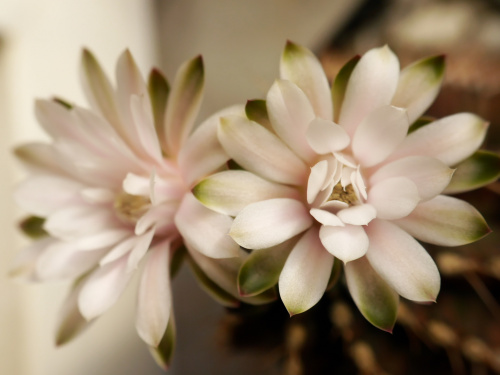 Gymnocalycium damsii