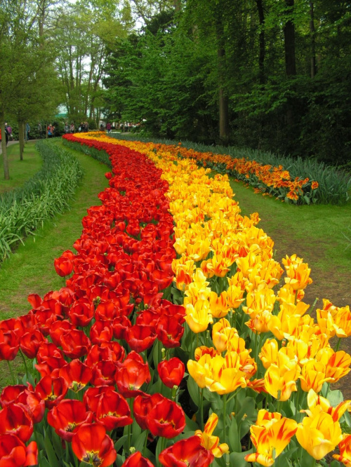 jak Holandia to tulipany :)