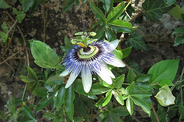 Kwiat passiflory L'Ile #aux #Moines #passiflora