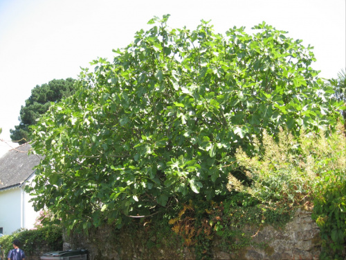 Drzewo figowca L'Ile #aux #Moines