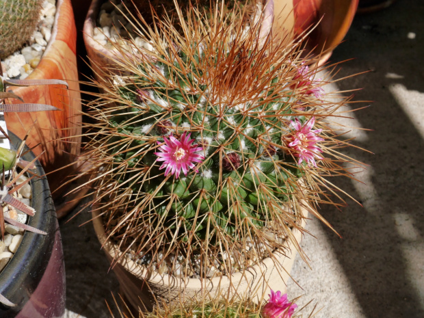 Mammillaria petterssonii