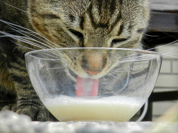 Pełną miskę mleka miał, pewien kotek MIAU...